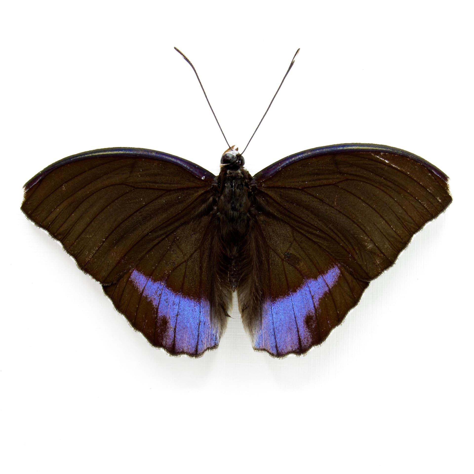 Real Blue-banded Forester butterfly framed taxidermy - Euphadra harpalyce - Victorian mount