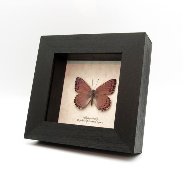 Real lavender butterfly framed taxidermy - Sallya pechuelli
