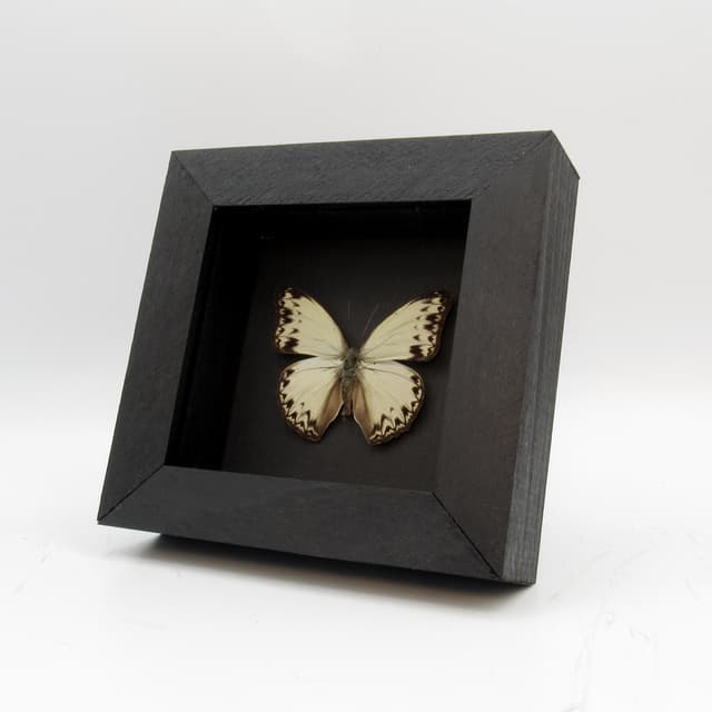 Real White Glider butterfly framed taxidermy - Cymothoe caenis