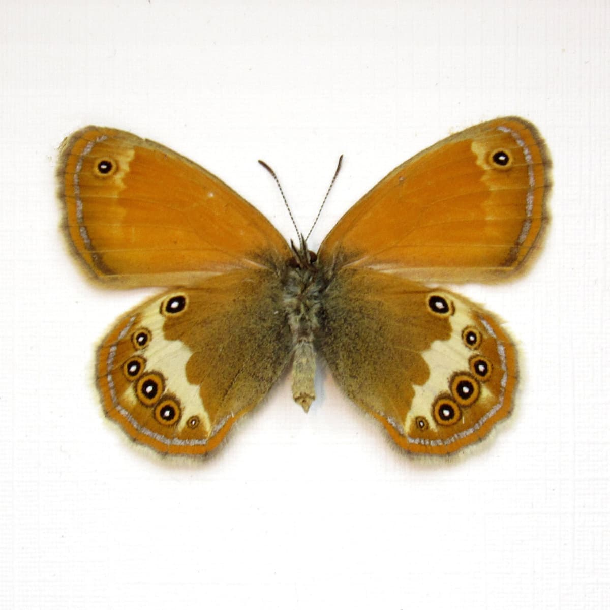 Real tiny metallic Pearly Heath butterfly framed taxidermy - Coenonympha arcania