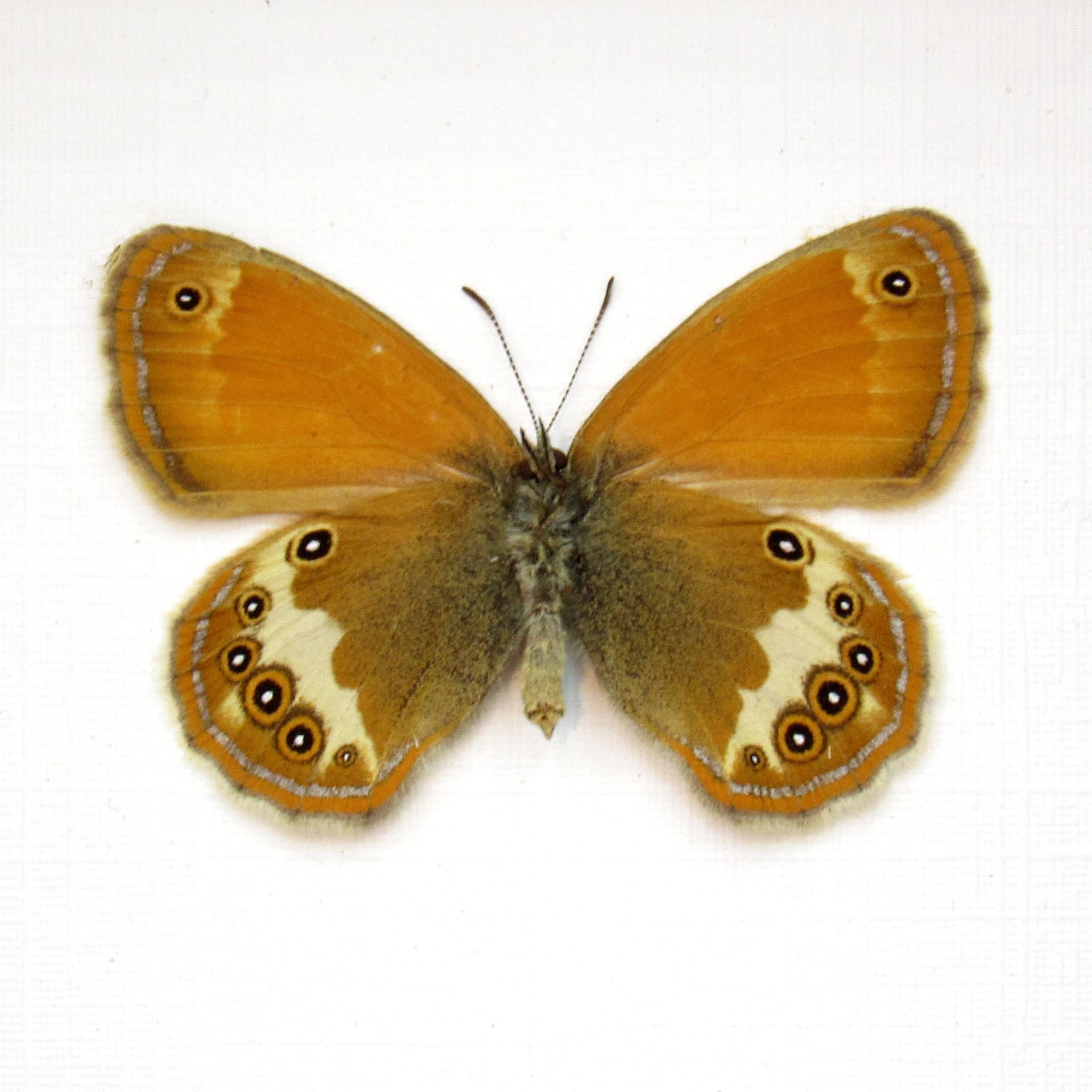 Real tiny metallic Pearly Heath butterfly framed taxidermy - Coenonympha arcania