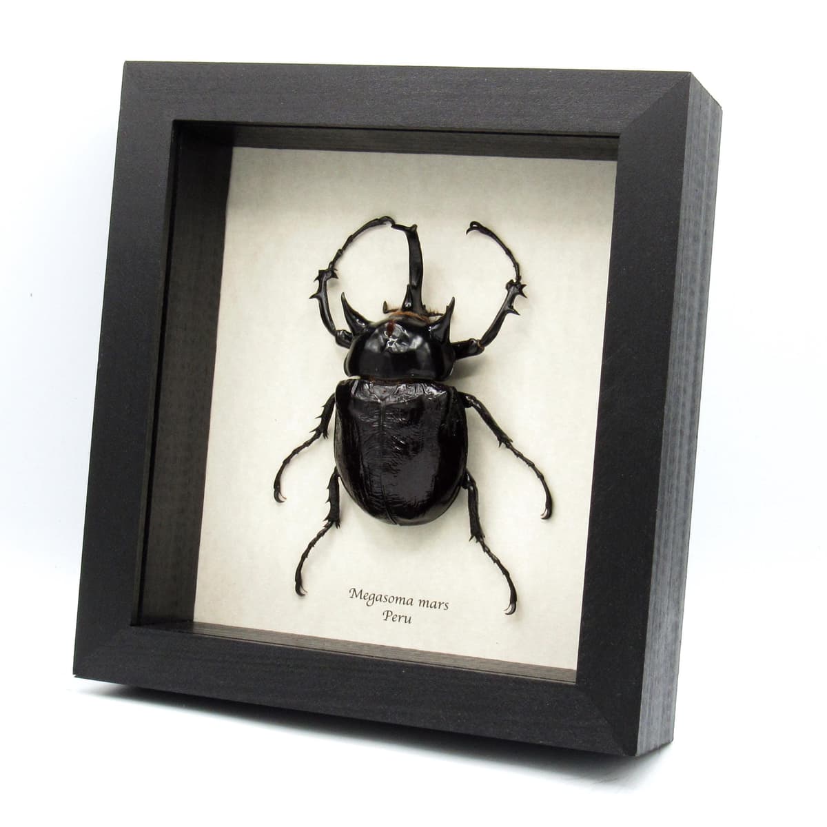 Real XXL Rhinoceros beetle framed taxidermy - Megasoma mars