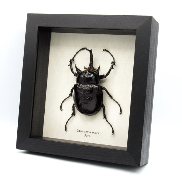 Real XXL Rhinoceros beetle framed taxidermy - Megasoma mars
