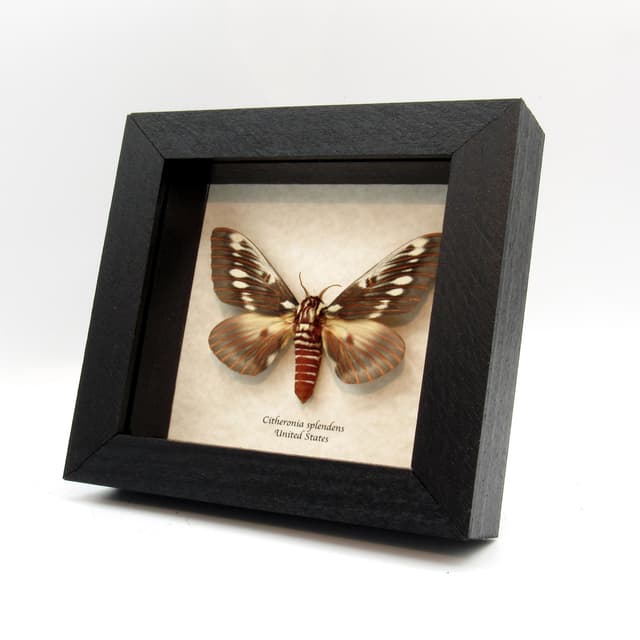 Real Splendid Royal moth framed taxidermy - Citheronia splendens