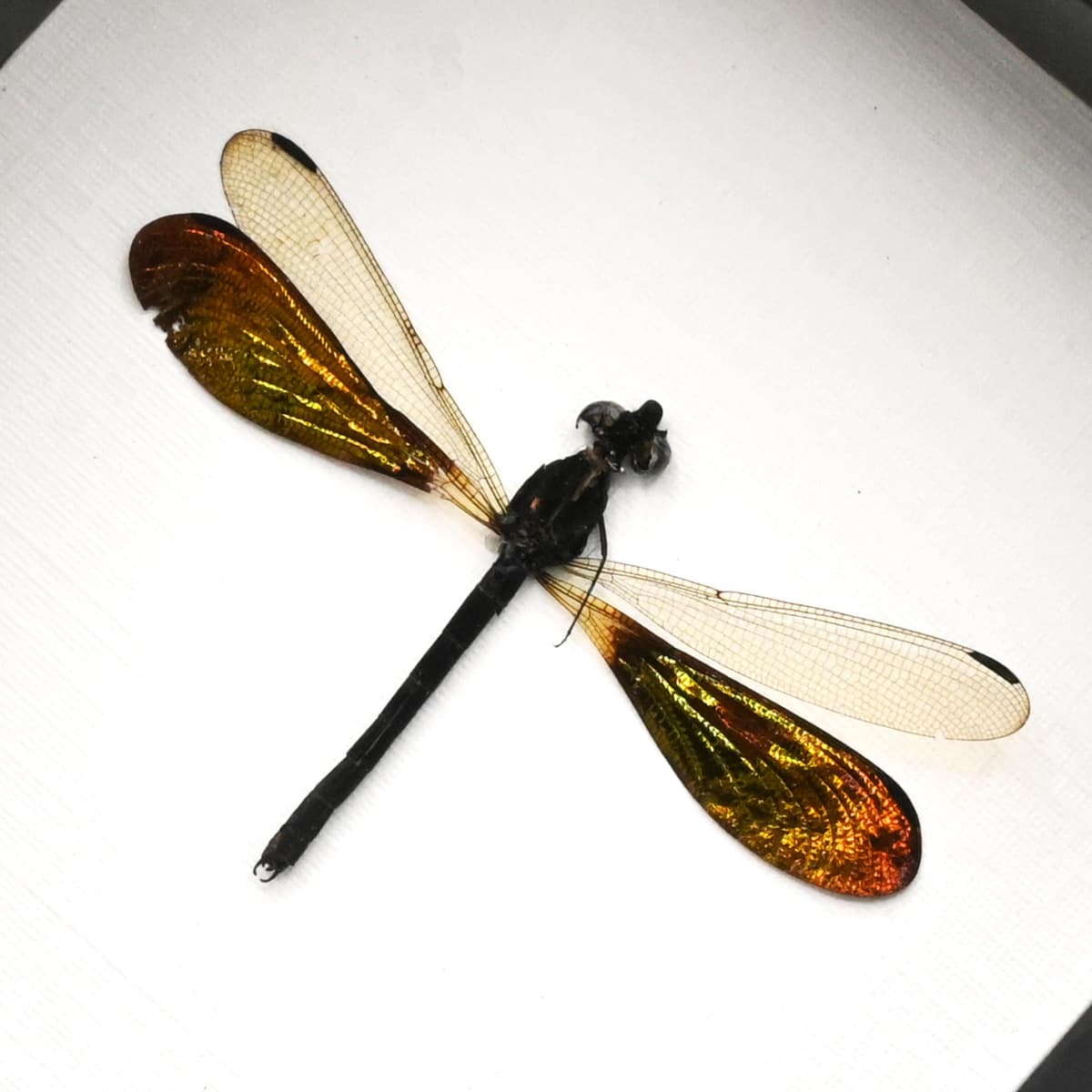 Real metallic green Dragonfly framed taxidermy - Rhinocypha anisoptera