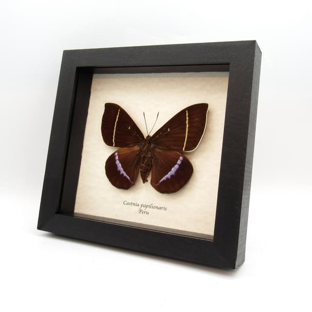 Very rare XL lavender Castnia moth framed taxidermy - Castnia papilionaris