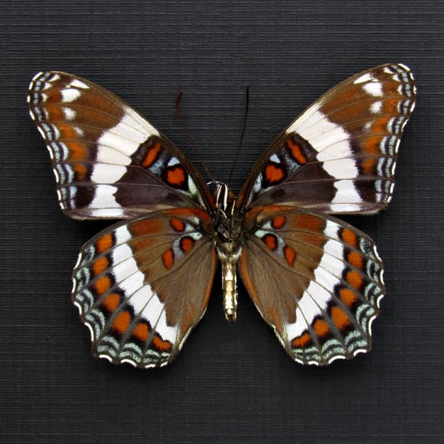 Real White Admiral butterfly framed taxidermy - Limenitis arthemis