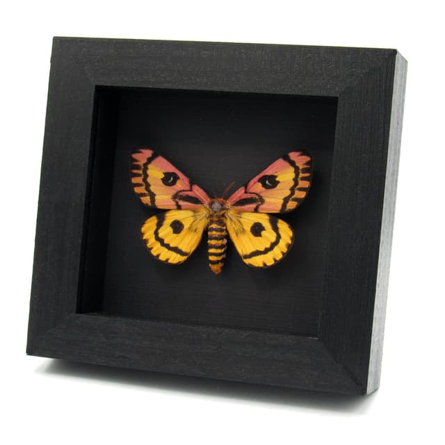 Real rare pink Western Sheep moth framed taxidermy - Hemileuca eglantarina - XL female