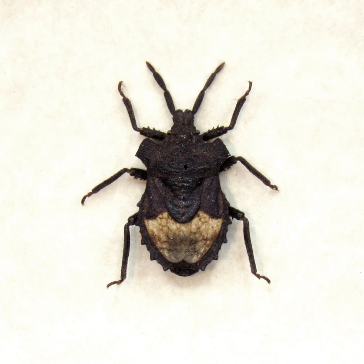 Real tiny Shield bug framed taxidermy - Heteroptera species