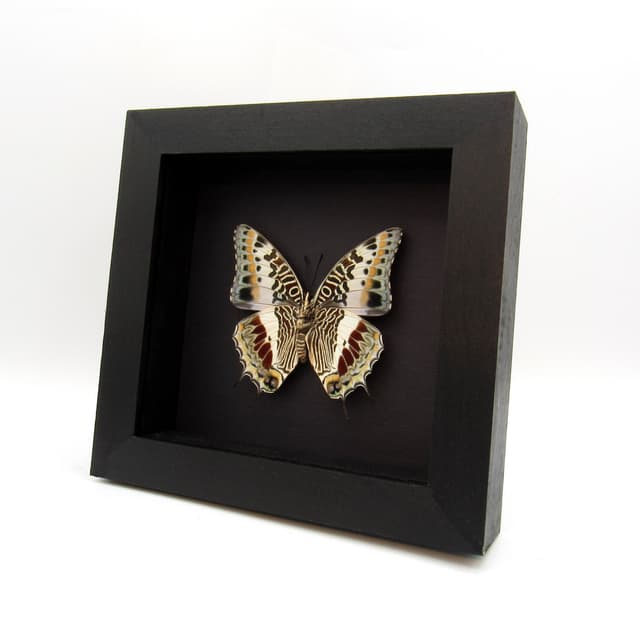 Real Giant Emperor butterfly framed taxidermy - Charaxes castor - large female