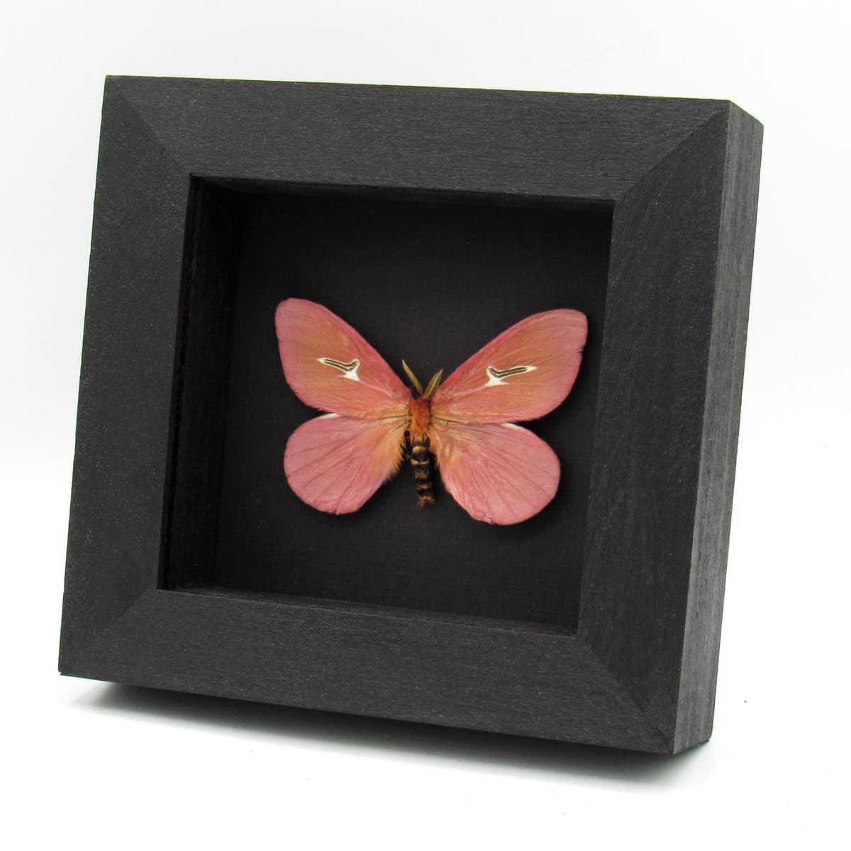 Rare pink moth framed taxidermy - Cerodirphia avenata - minor damage/repair