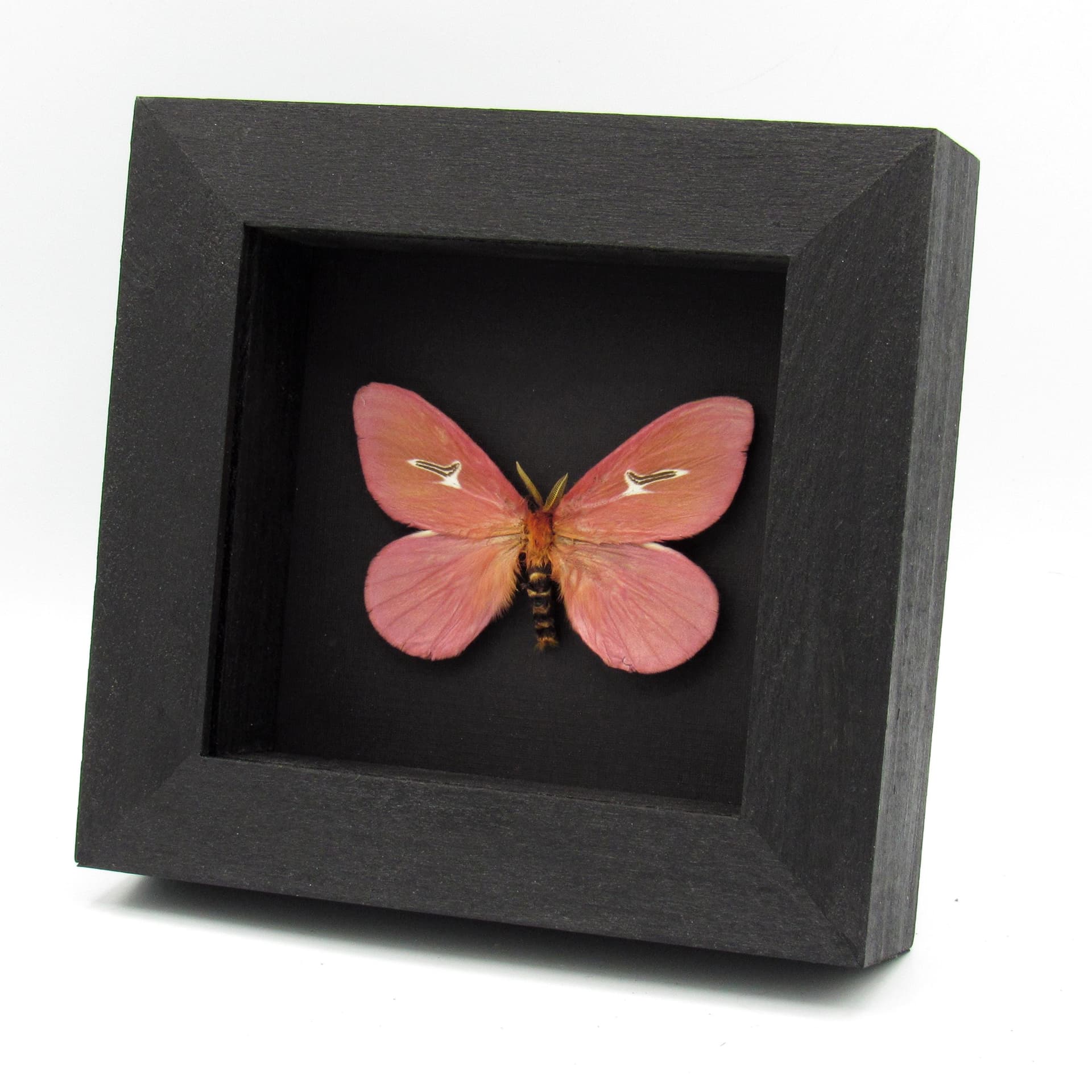 Rare pink moth framed taxidermy - Cerodirphia avenata - minor damage/repair