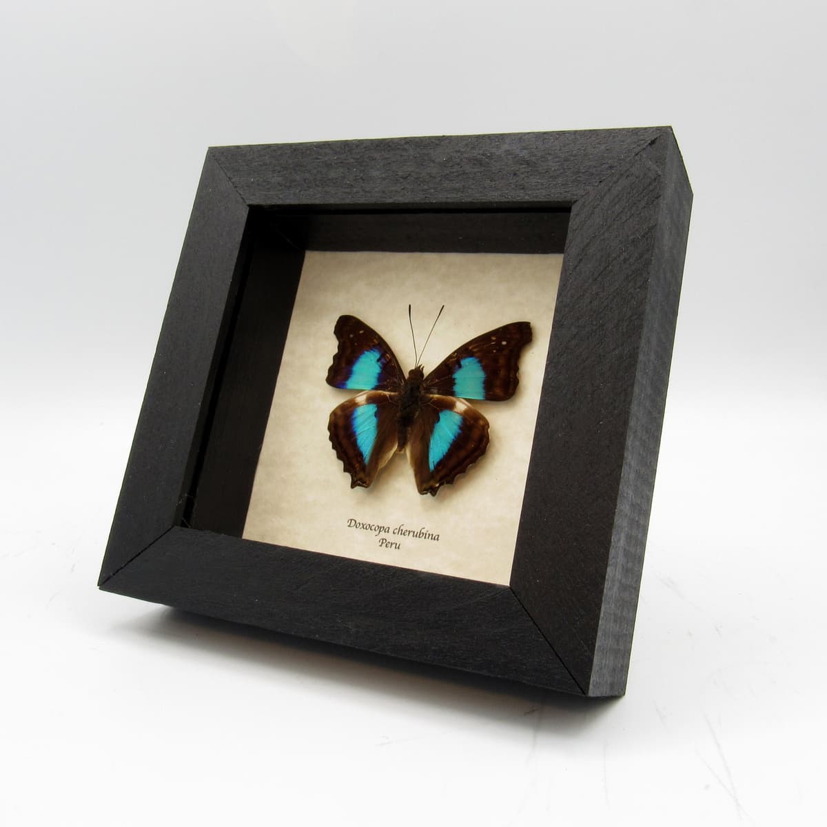 Real Turquoise Emperor butterfly framed taxidermy - Doxocopa cherubina
