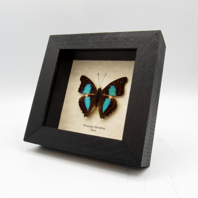 Real Turquoise Emperor butterfly framed taxidermy - Doxocopa cherubina
