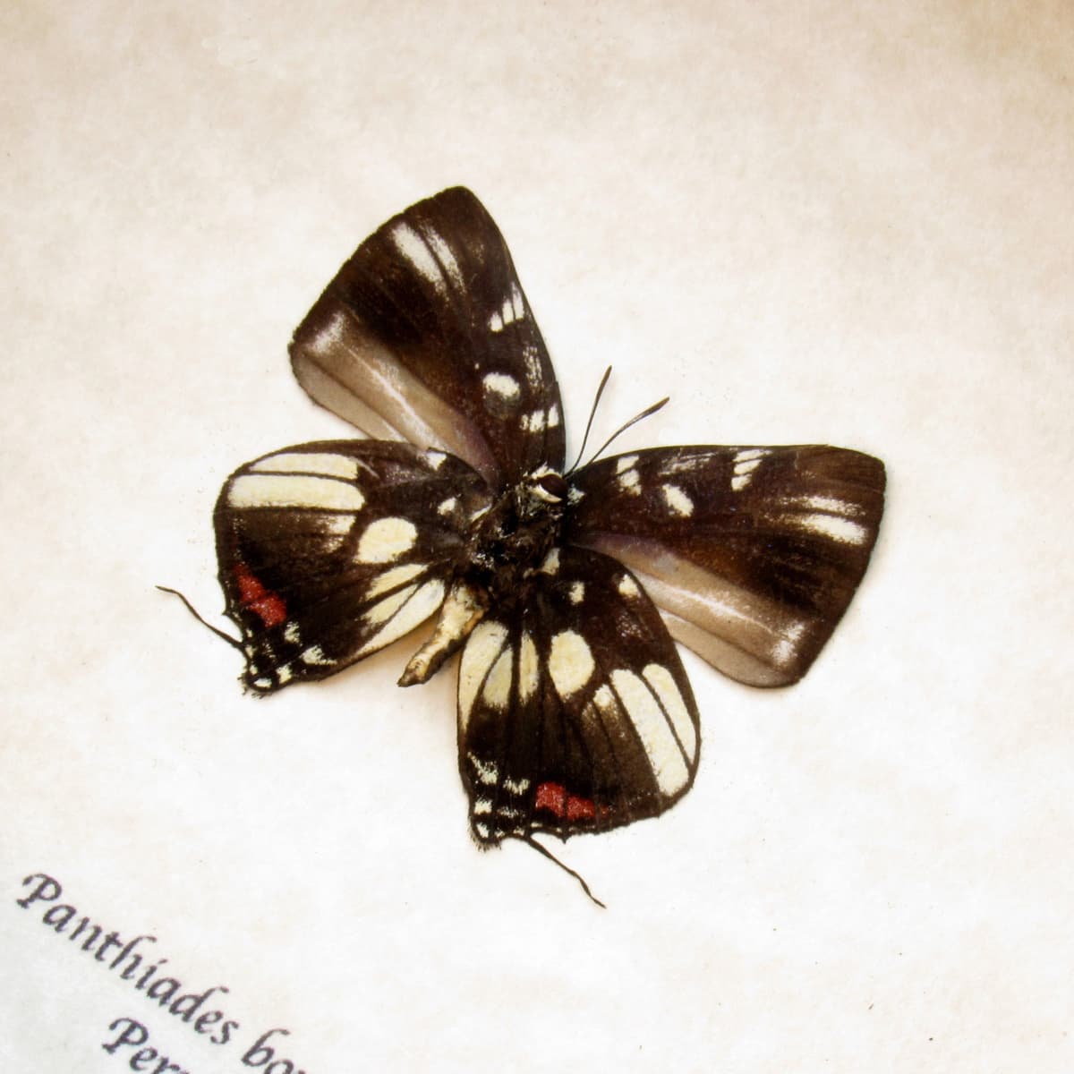 Real butterfly framed taxidermy - Panthiades boreas