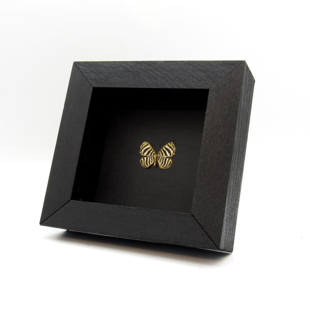 Very tiny Metalmark butterfly framed taxidermy - Argyrogrammana johannismarci
