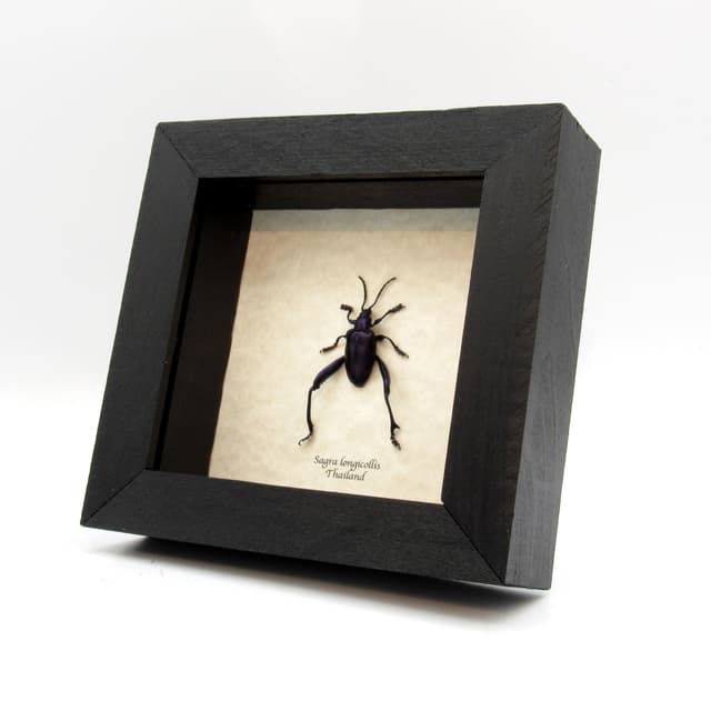 Real purple Frog Beetle framed taxidermy - Sagra longicollis