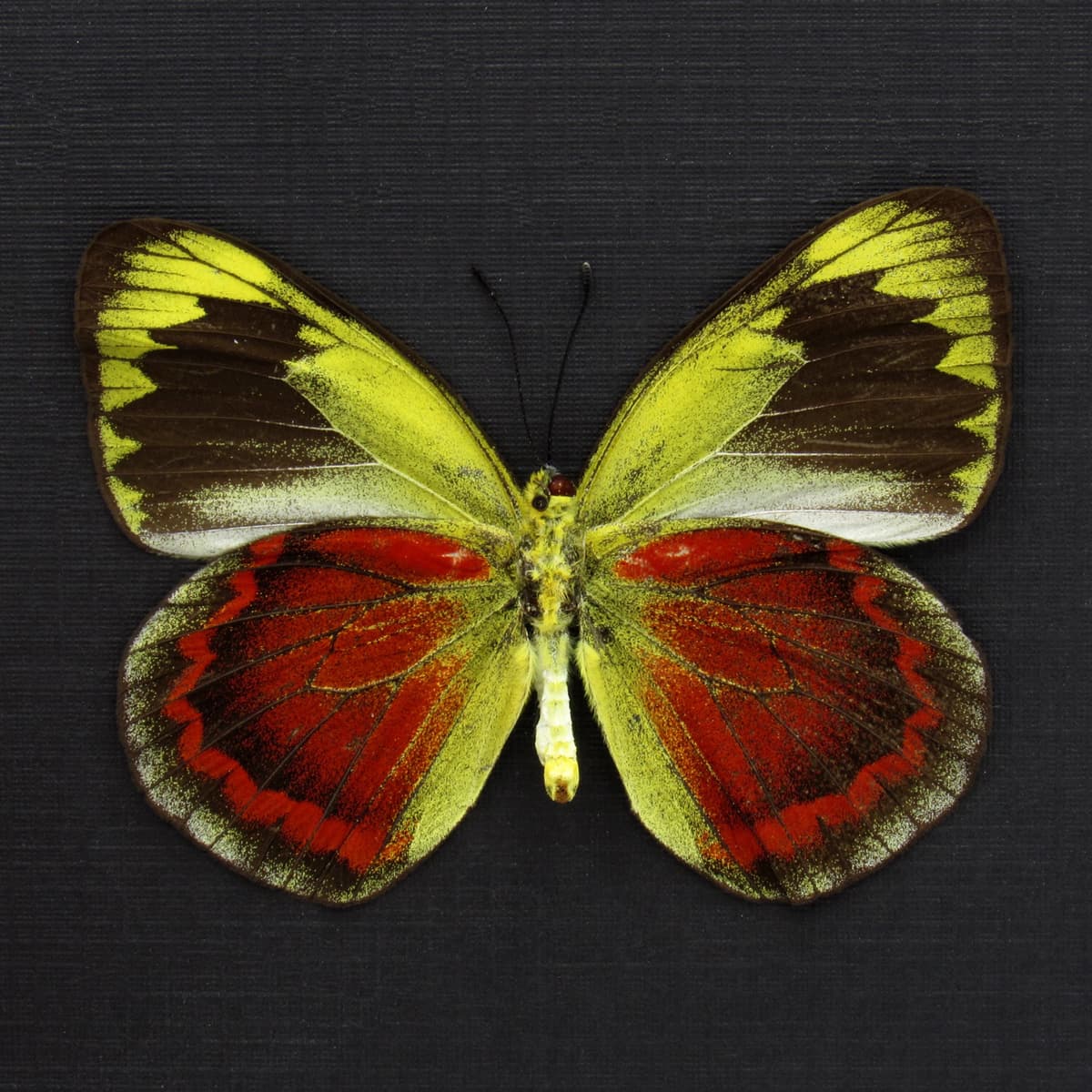 Rare red Delias butterfly framed taxidermy - Delias duris - large female