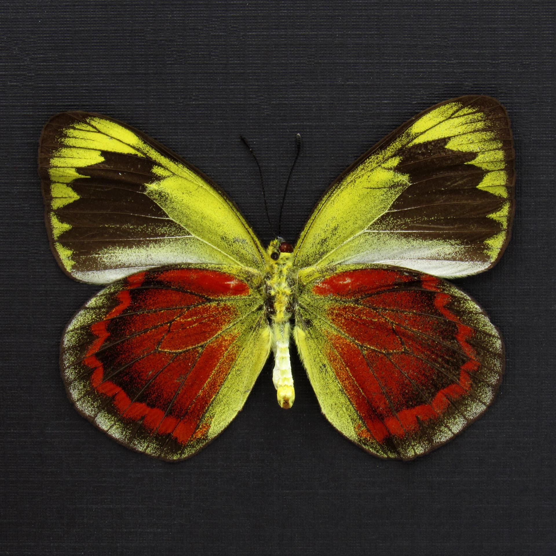 Rare red Delias butterfly framed taxidermy - Delias duris - large female