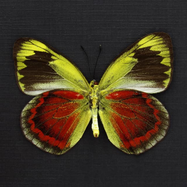 Rare red Delias butterfly framed taxidermy - Delias duris - large female