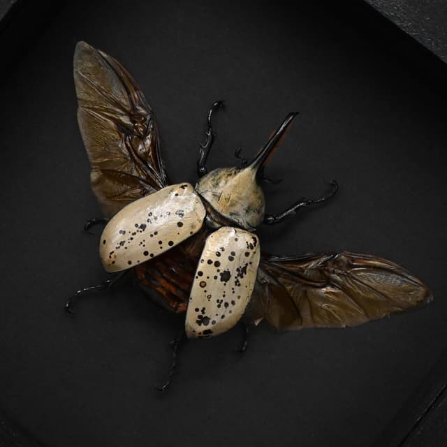 Real large Western Hercules beetle framed taxidermy - Dynastes grantii