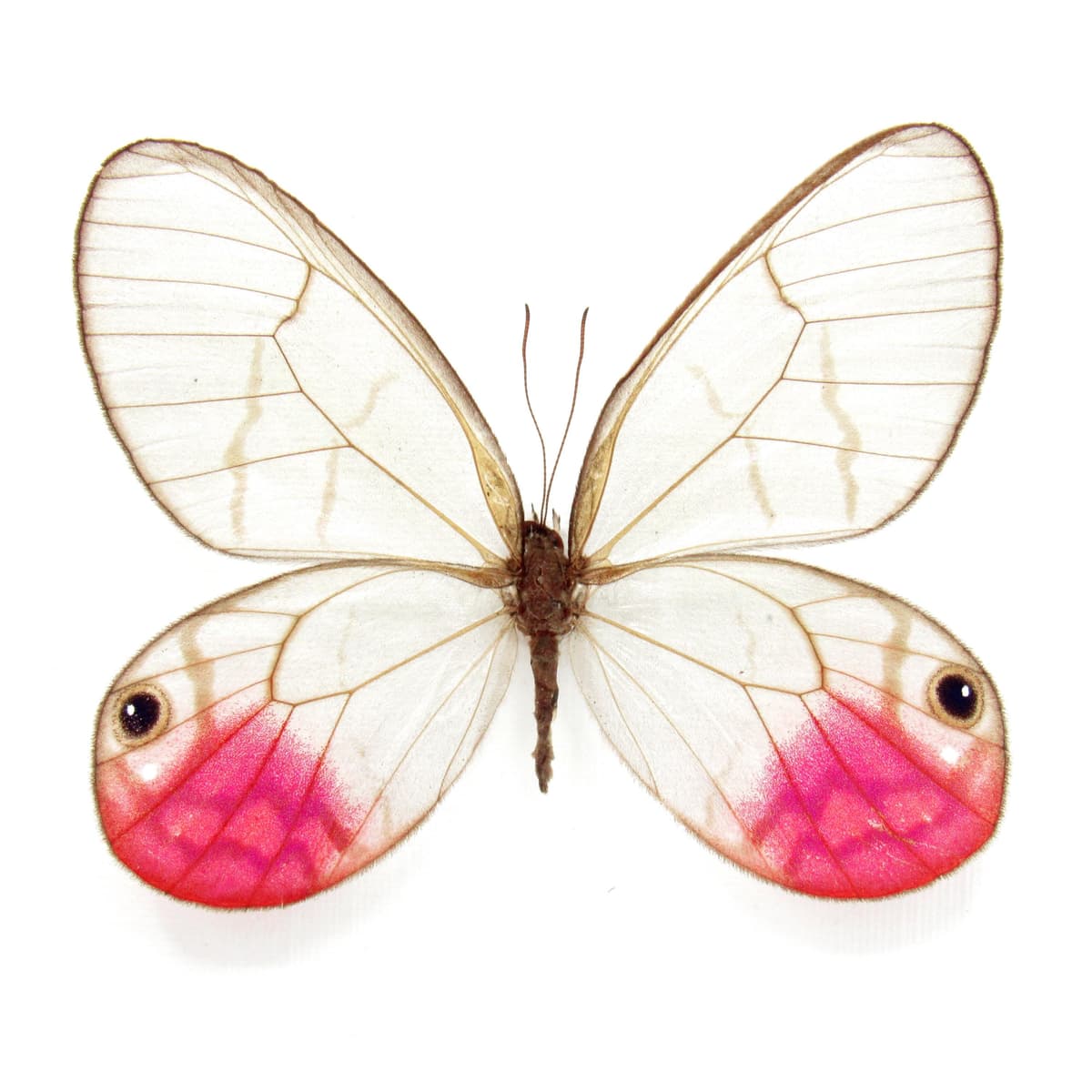 Rare fuchsia glasswing butterfly framed taxidermy - Cithaerias phantoma
