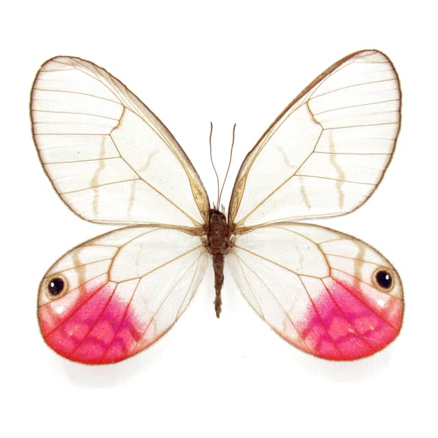 Rare fuchsia glasswing butterfly framed taxidermy - Cithaerias phantoma