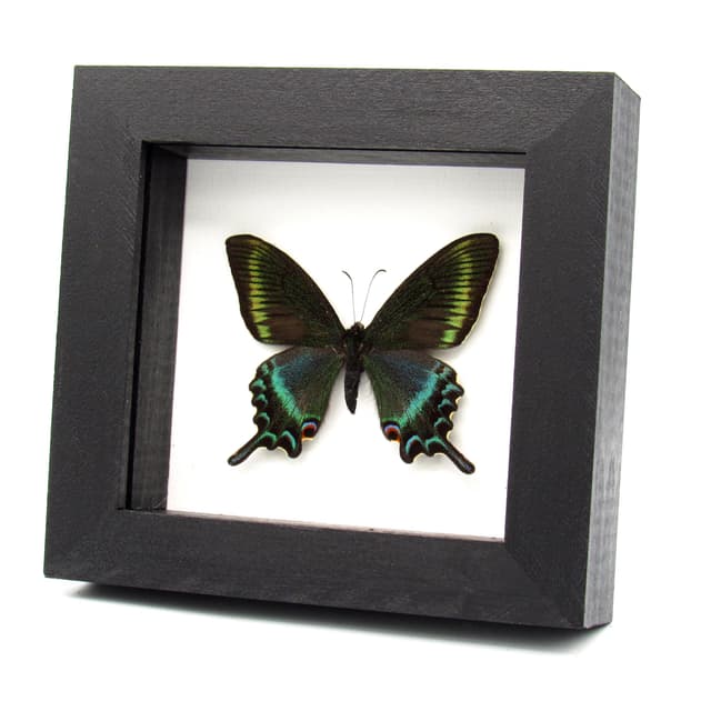 Real Alpine Black Swallowtail framed taxidermy - Papilio maackii