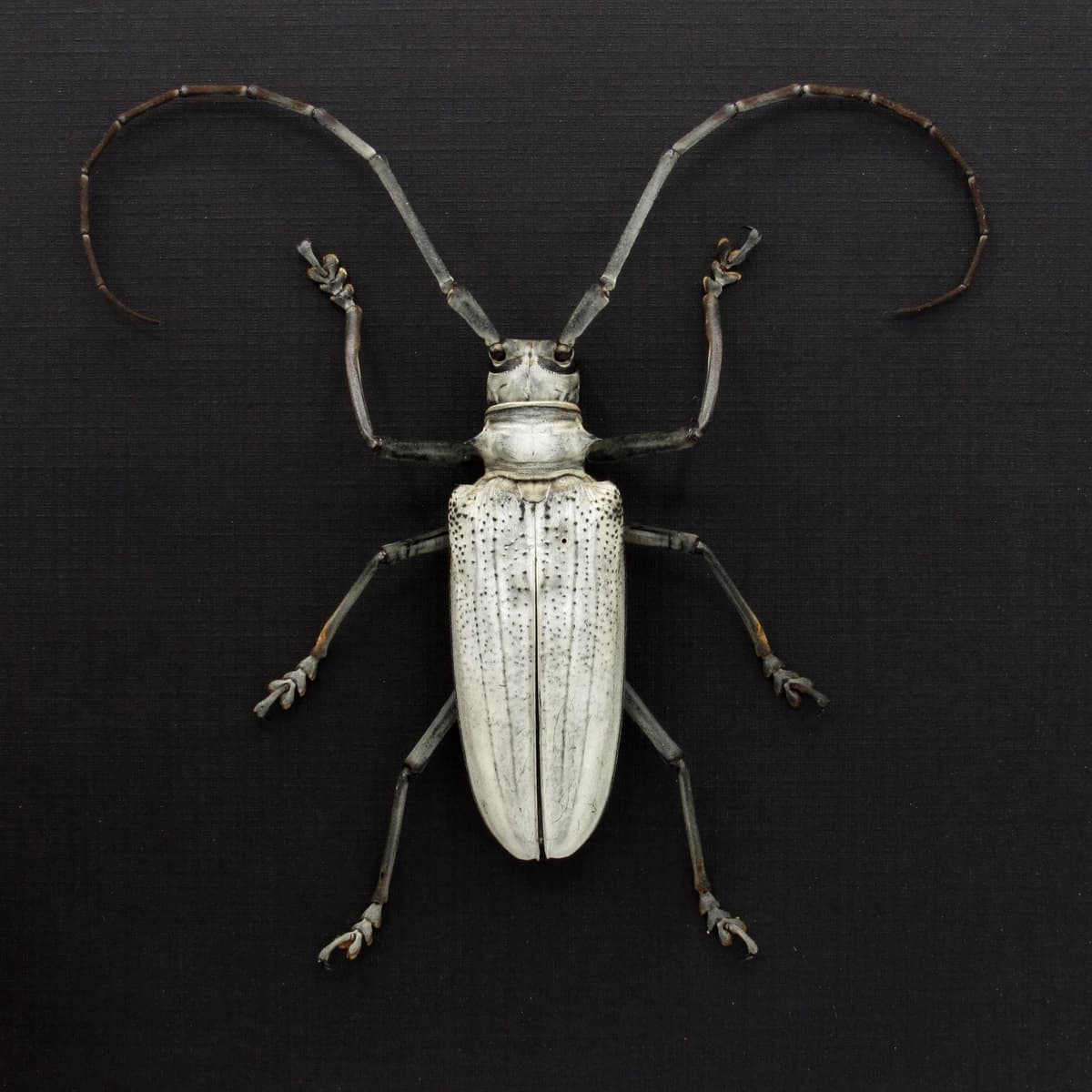 Rare giant white Longhorn beetle framed taxidermy - Rosenbergia species