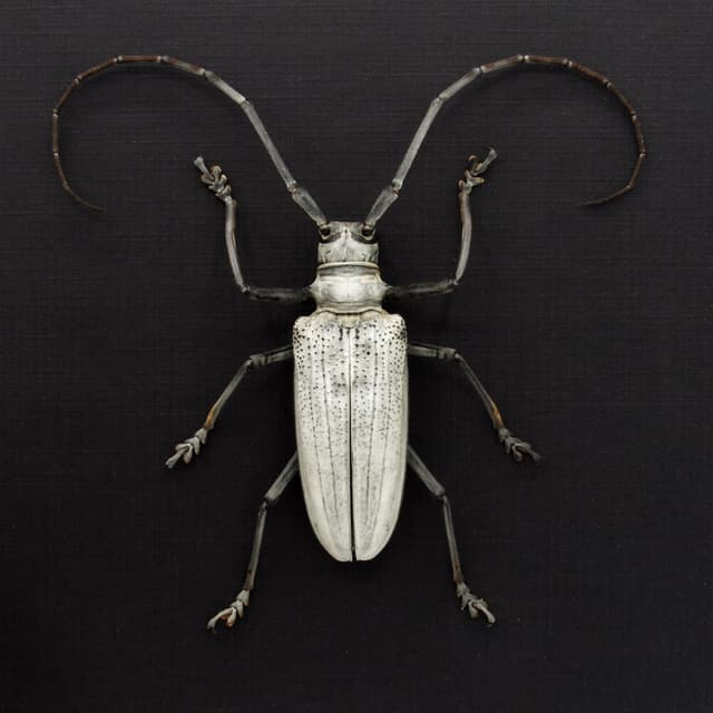 Rare giant white Longhorn beetle framed taxidermy - Rosenbergia species