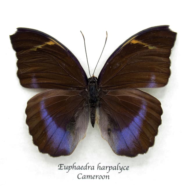 Real iridescent purple Forester butterfly framed taxidermy - Euphaedra harpalyce - female
