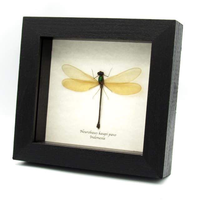 Real large Damselfly Dragonfly framed taxidermy - Neurobases kaupi pavo - female