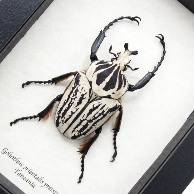 Real giant Flower beetle framed taxidermy - Goliathus orientalis preissi (usambarensis)
