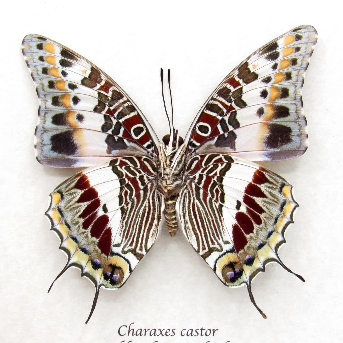Real Giant Emperor butterfly framed taxidermy - Charaxes castor - large female