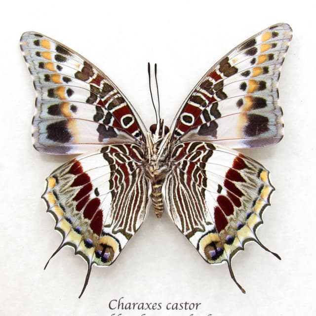 Real Giant Emperor butterfly framed taxidermy - Charaxes castor - large female