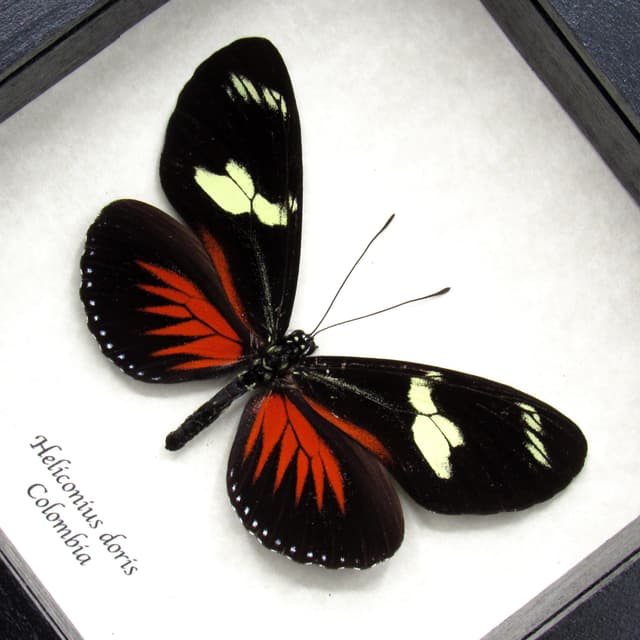 Real red longwing framed taxidermy butterfly - Heliconius doris