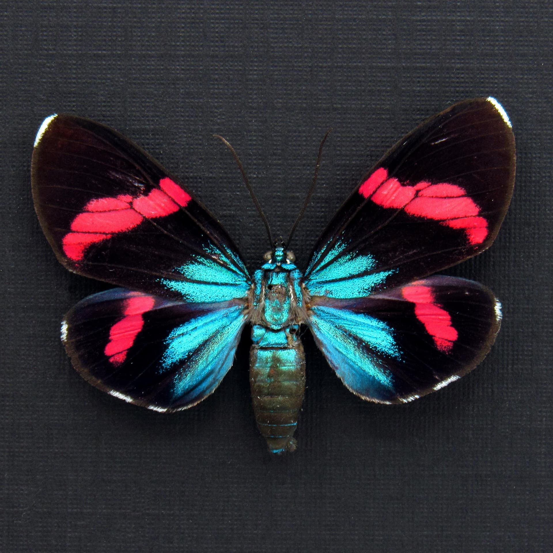 Rare metallic Day Moth framed taxidermy - Hypocrita calida