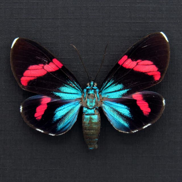 Rare metallic Day Moth framed taxidermy - Hypocrita calida