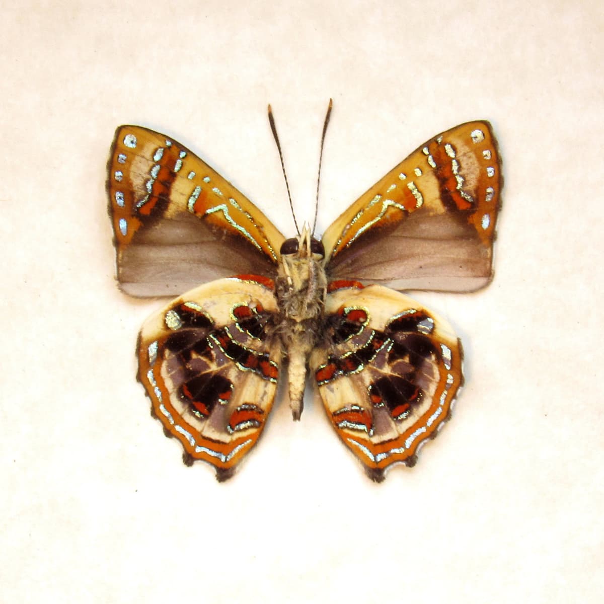 Real metallic Narcissus Jewel butterfly framed taxidermy - Hypochrysops narcissus