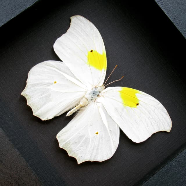 Large real white butterfly framed taxidermy - Anteos clorinde