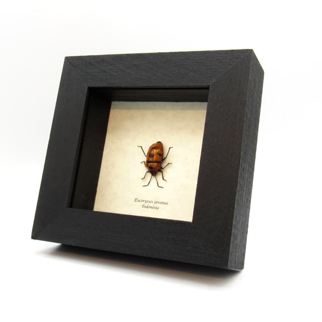 Real bug that looks like a Halloween mask framed taxidermy - Eucorysses javanus