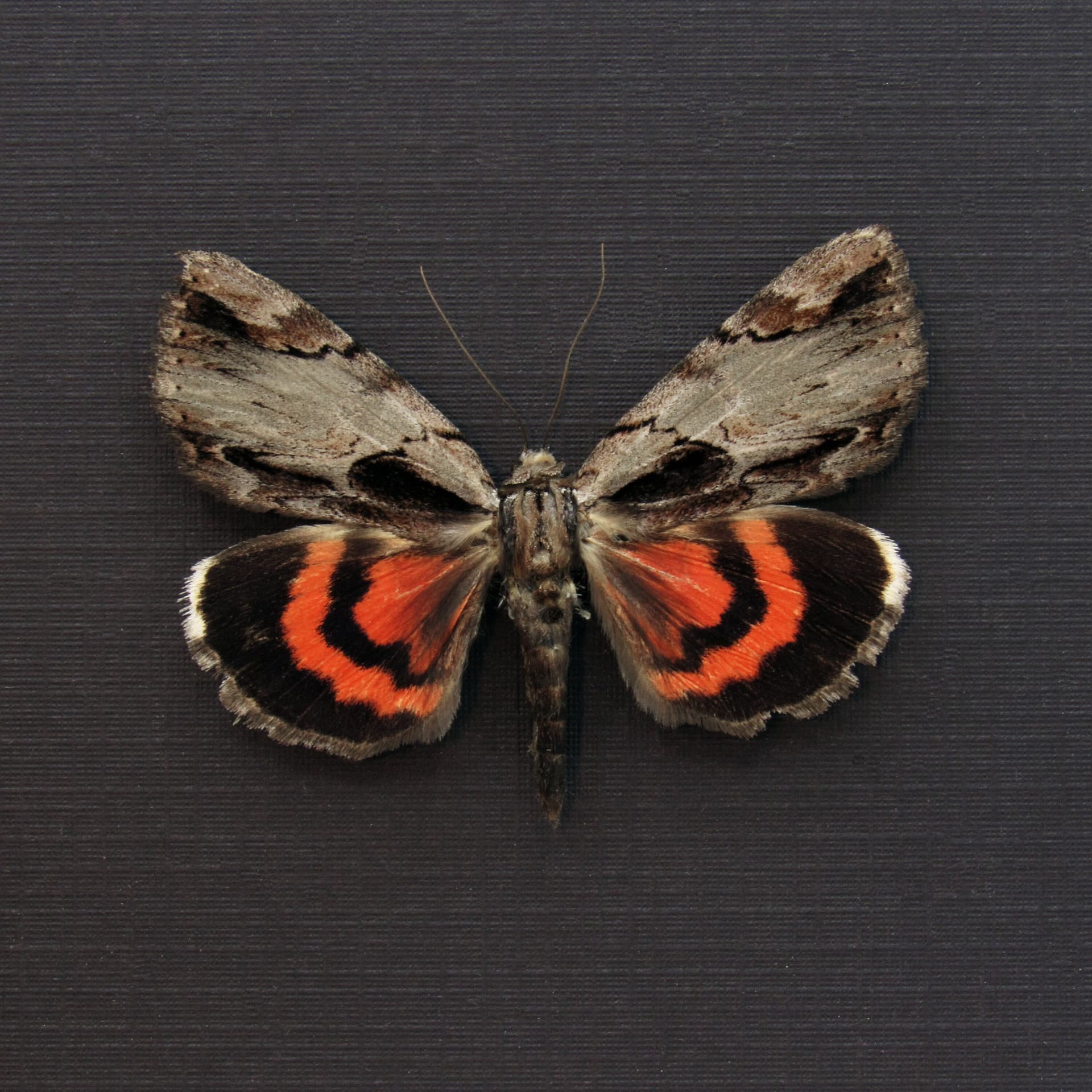 Real Red Ultronia Underwing moth framed taxidermy - Catocala ultronia