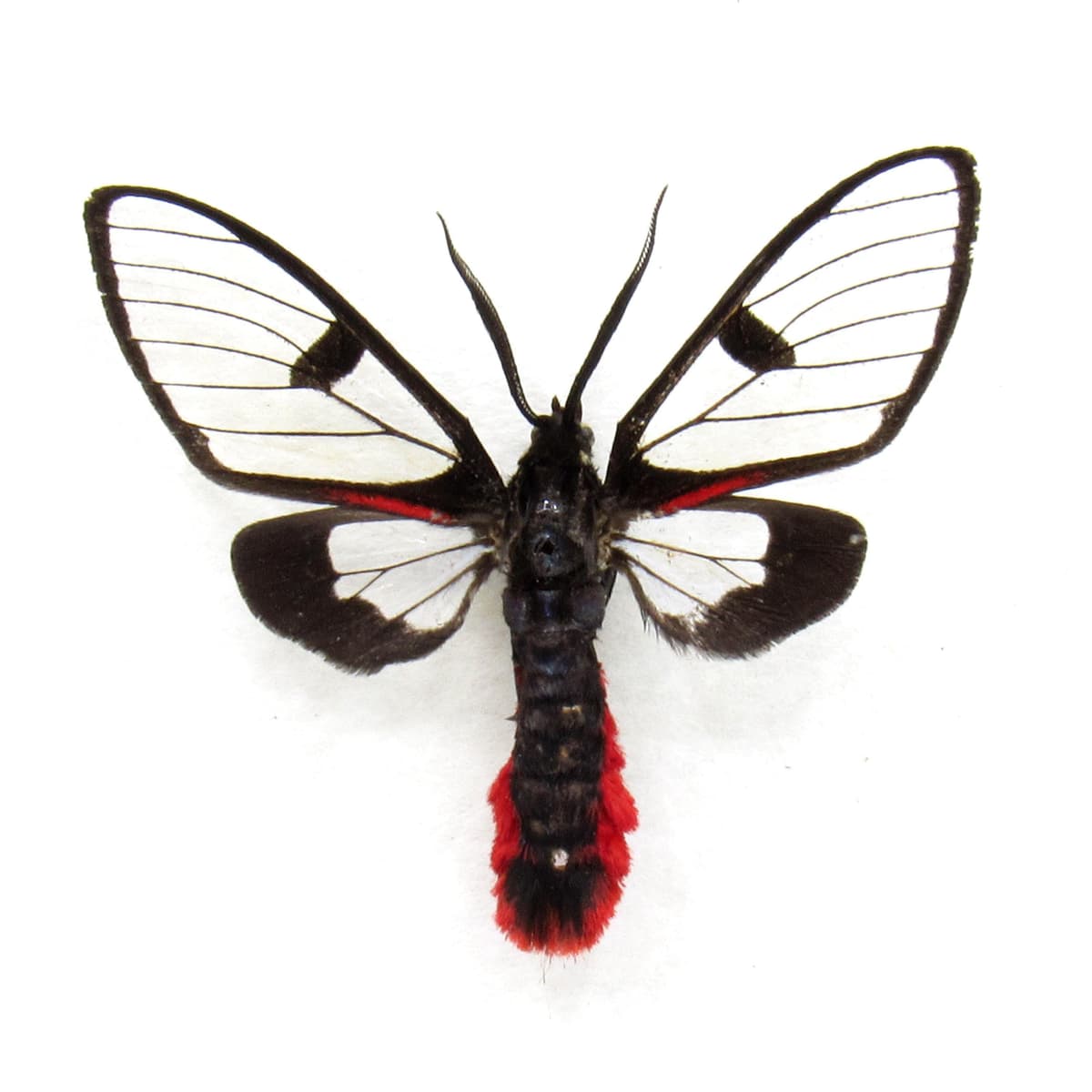 Real tiny Scarlet-tipped Wasp Mimic moth framed taxidermy - Dinia eagrus