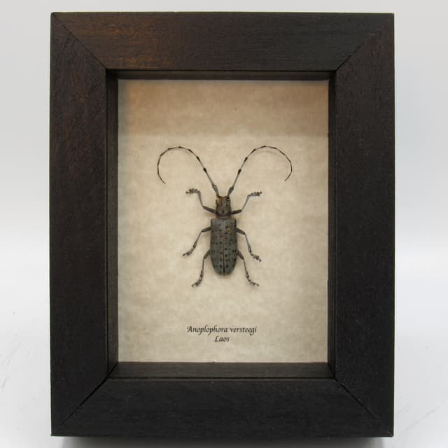 Real Longhorn beetle framed taxidermy - Anoplophora versteegi