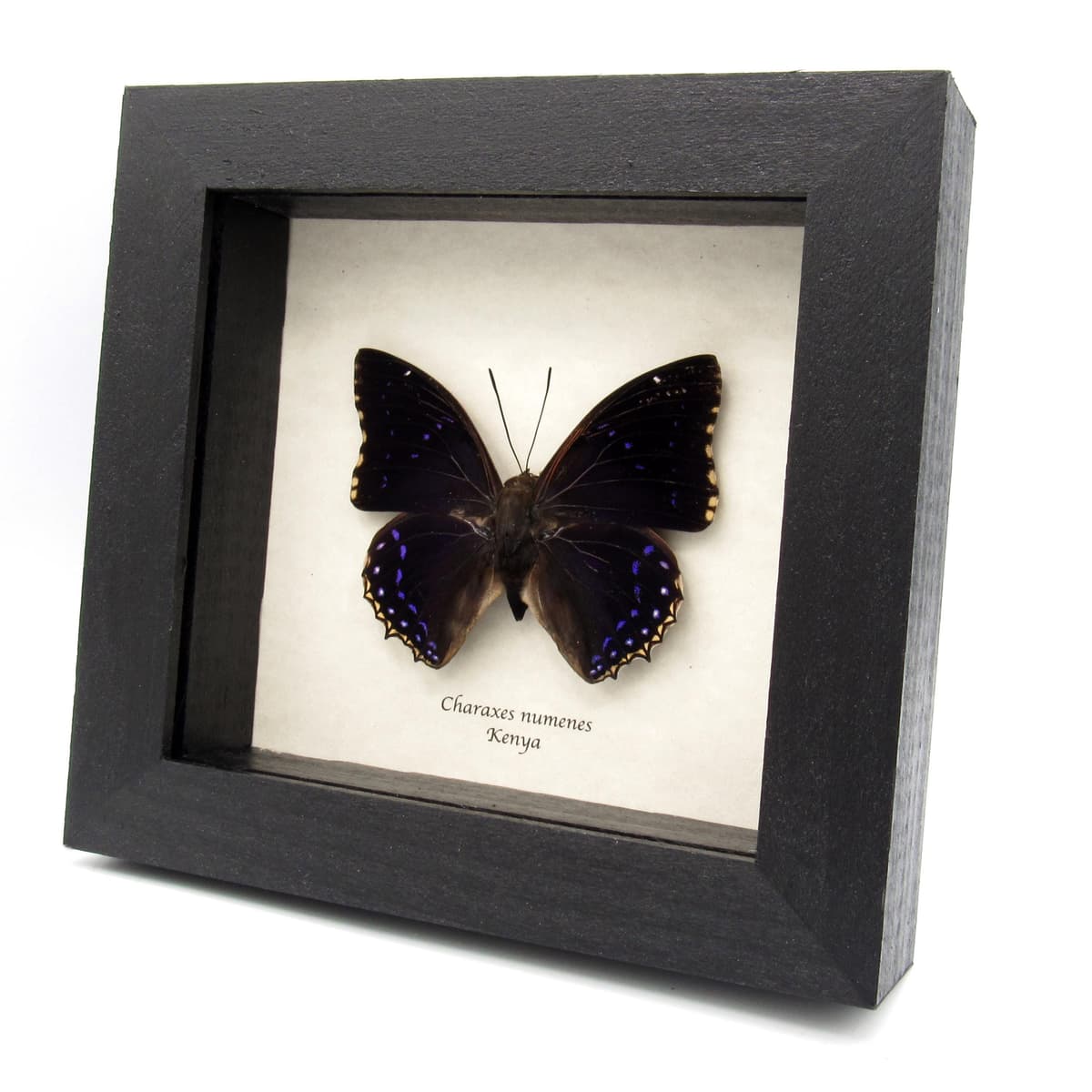 Real Lesser Blue Charaxes butterfly framed specimen - Charaxes numenes