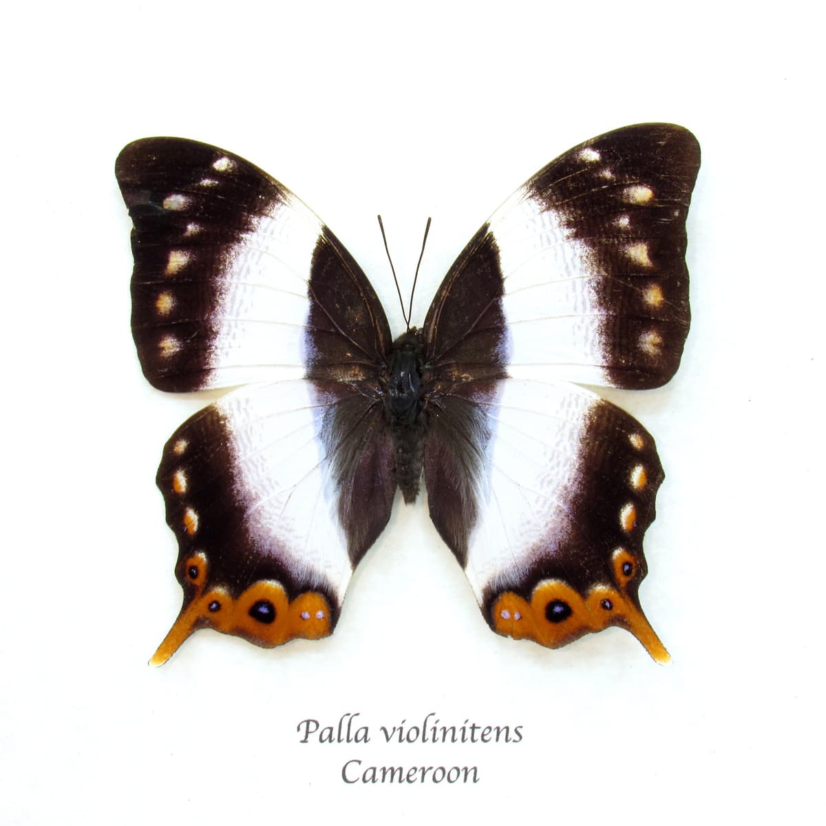 Rare female Violet Banded Palla butterfly framed taxidermy - Palla violinitens