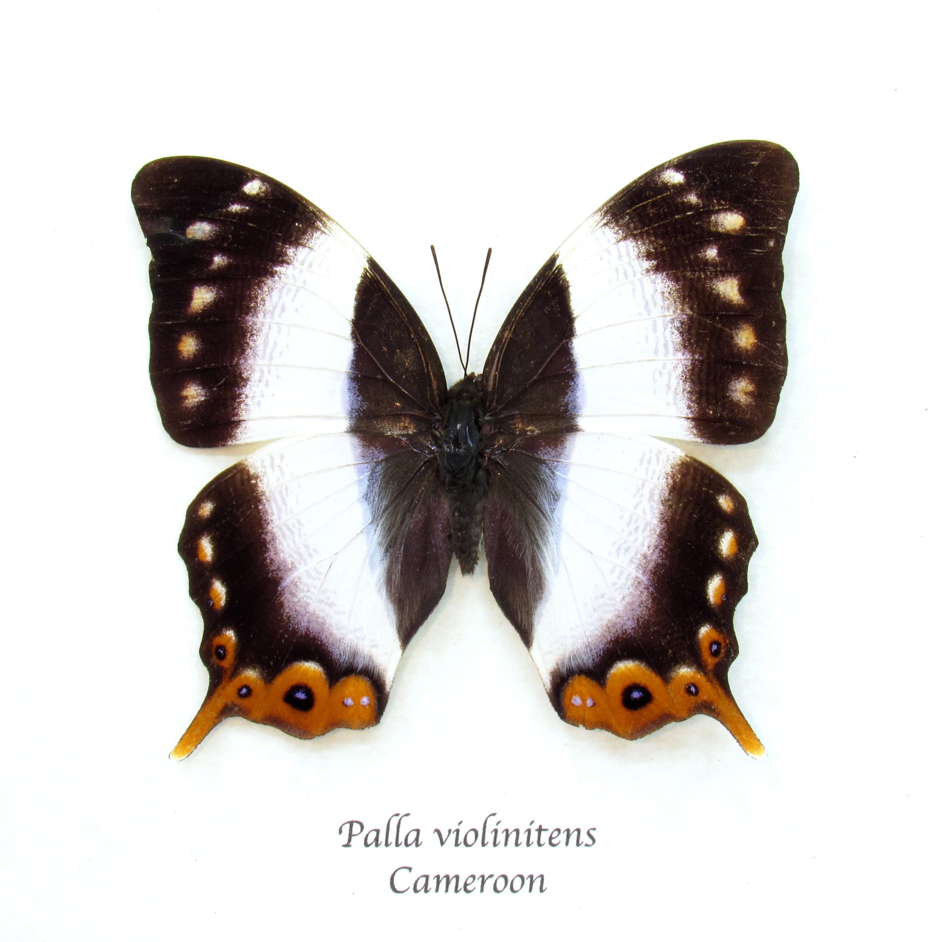Rare female Violet Banded Palla butterfly framed taxidermy - Palla violinitens