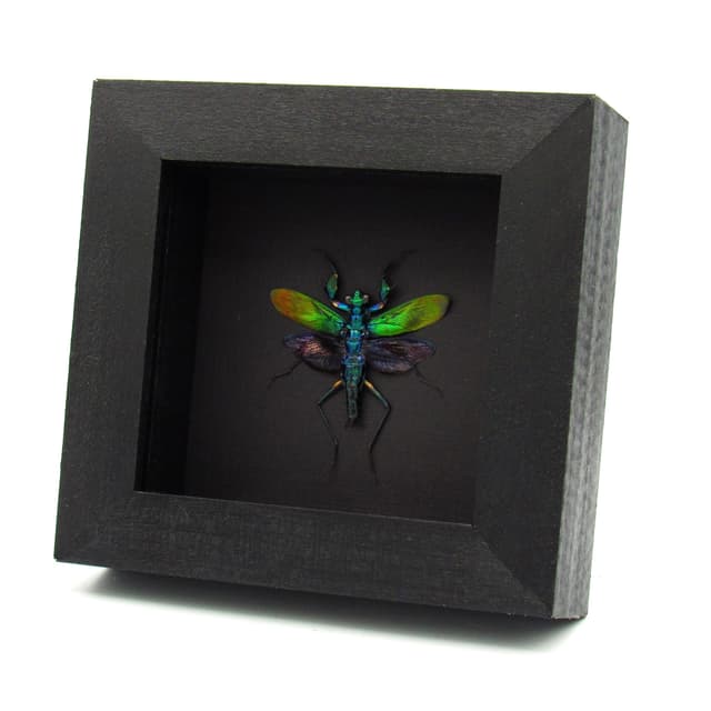 Real metallic mantis framed taxidermy - Metallyticus splendidus