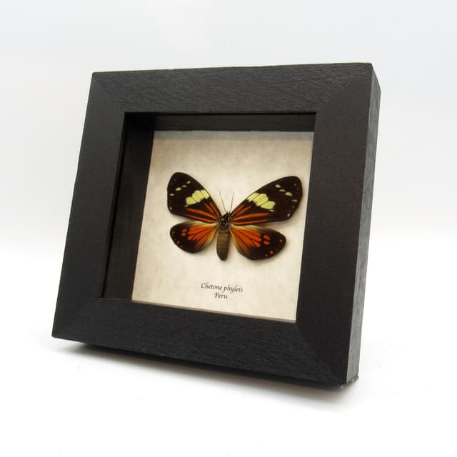 Real red Day moth framed taxidermy - Chetone phyleis