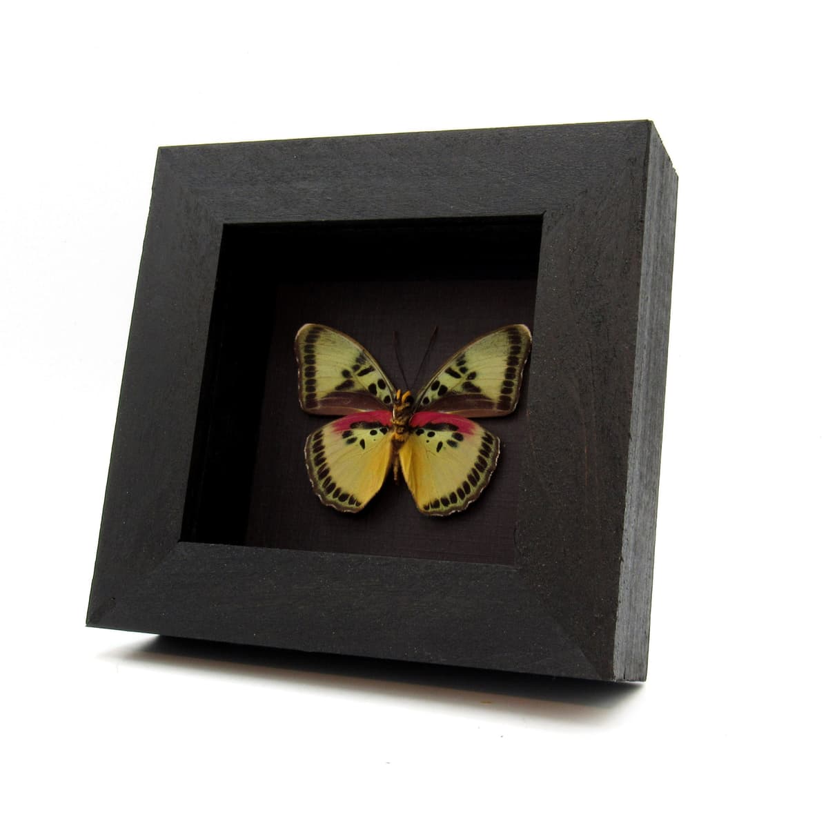 Real Forester butterfly framed taxidermy - Euphaedra themis